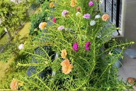 4种“养不死”的花，种一次年年疯长，埋土里不管它，开花100茬！图片