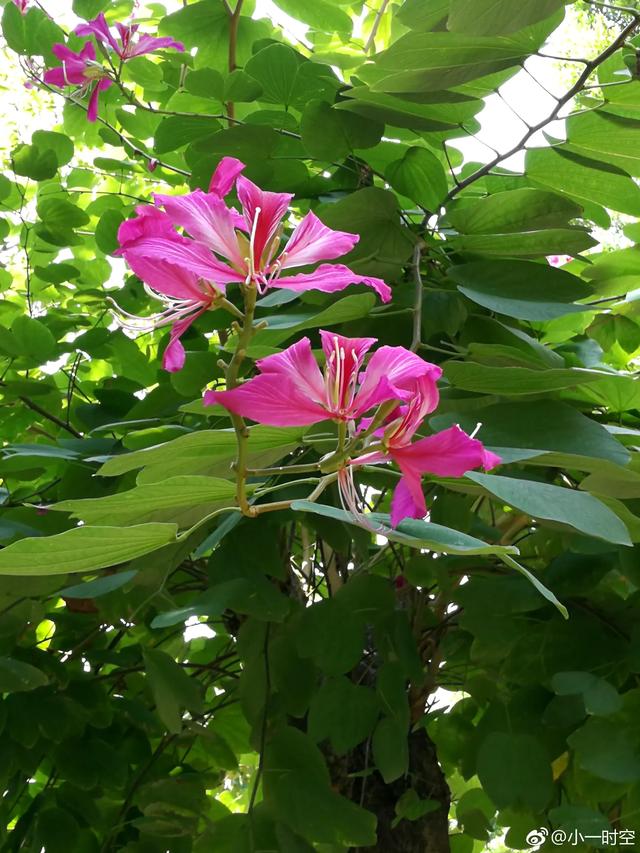 植树节：亭亭山上松，瑟瑟谷中风。关于树木的诗词集锦。