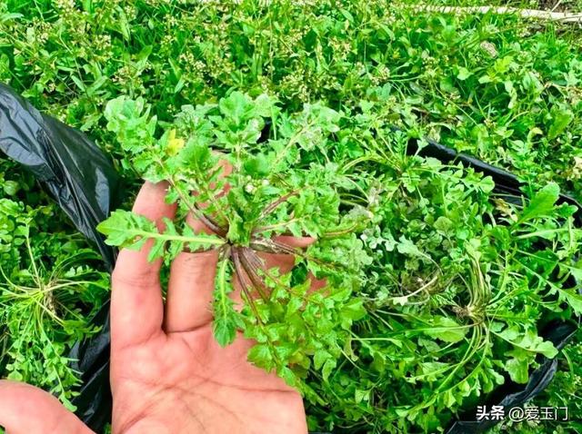 冬天，这菜使劲吃！一解毒，二对眼睛好，三护肝，冬天包饺子真香