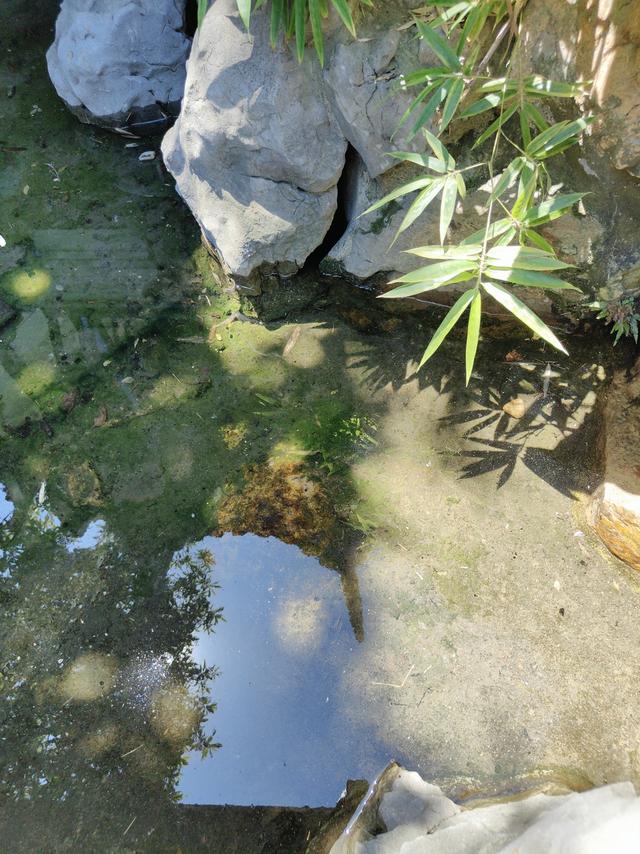 苏州的免费小众秘境，一座园林的夏日、亲情与永恒温度​！
