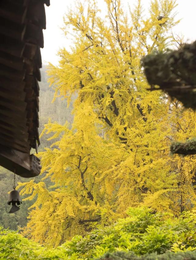 航小天带你看长安 | 霜降至，听风观金叶