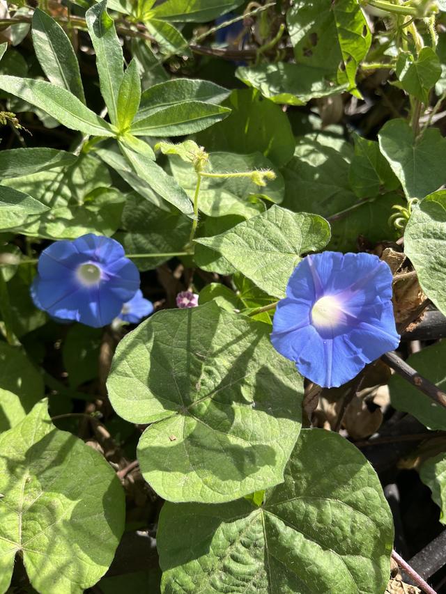 牵牛花的寓意与象征