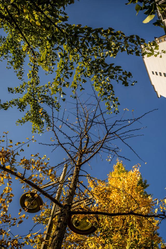 邵阳人藏不住的秋冬快乐!这些“金色浪漫”,@所有人来约!