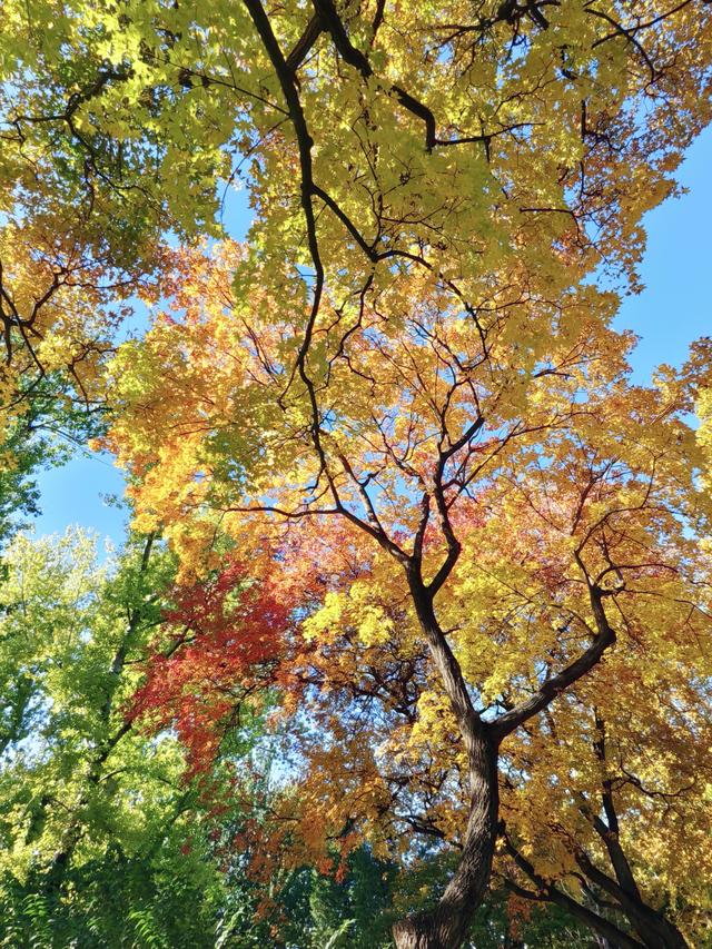 北京的秋是七彩的