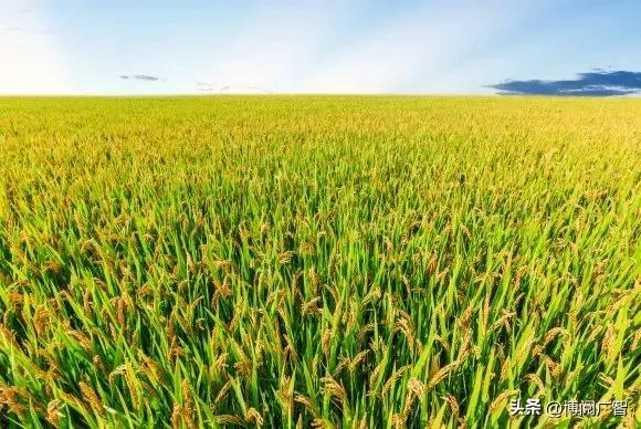土豆,世界第四大主食,为啥在中国却被做成了菜?