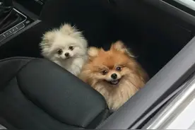 小狗晕车前后对比照，瞬间老了十岁，“妈，还有多远啊？”图片