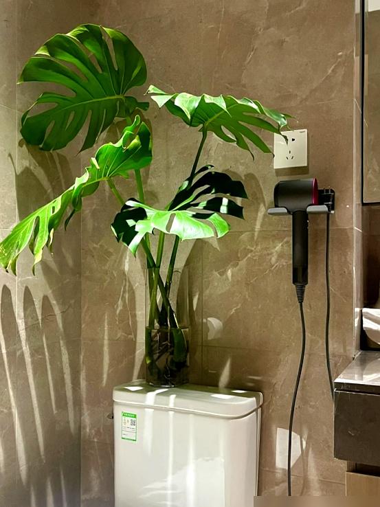 “阴花、不能进阳宅	”，家里若有这5种花，请赶紧“搬出去”！