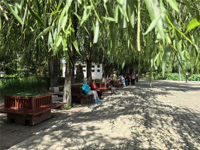 回民区：在青城公园捞一捧清凉