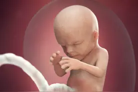 1~41周胎儿是咋长大的？一组图逼真还原胎宝在子宫的成长图片