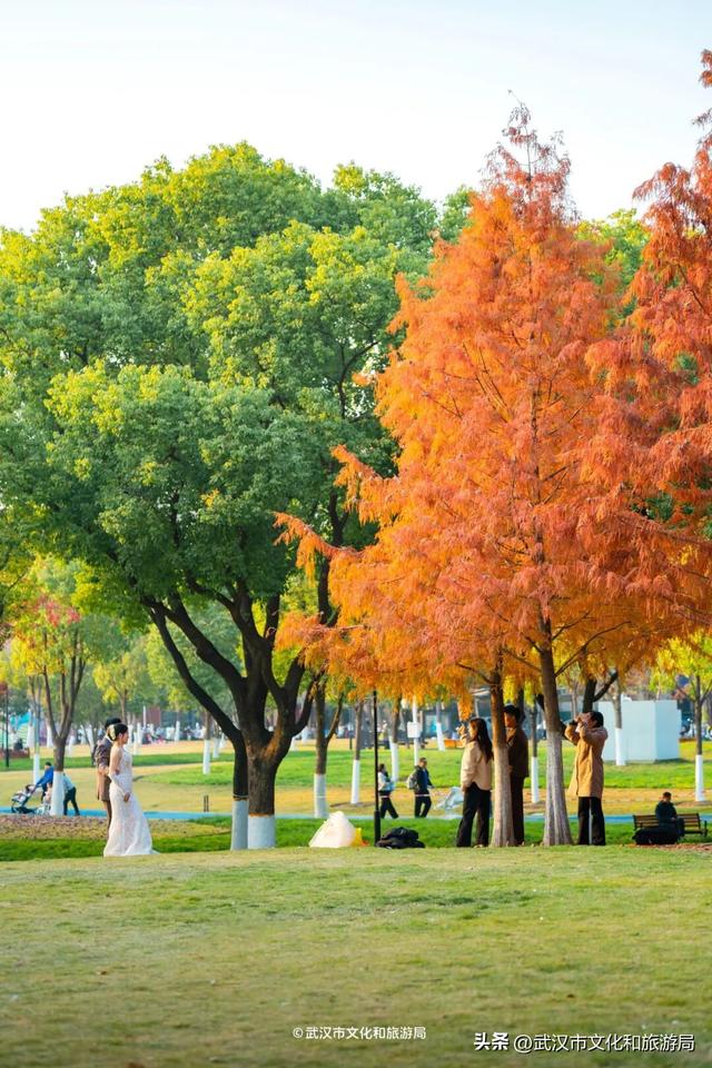 武汉这片杉树林，喀纳斯啊你！