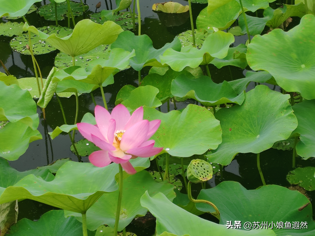 怀念姑苏城春有杏、夏有荷、秋有桂、冬有梅，而非夏冬“无缝接”