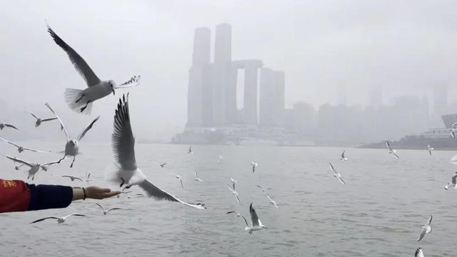 鸥！来了！“鸥”遇点位请收藏→🤳🤳🤳