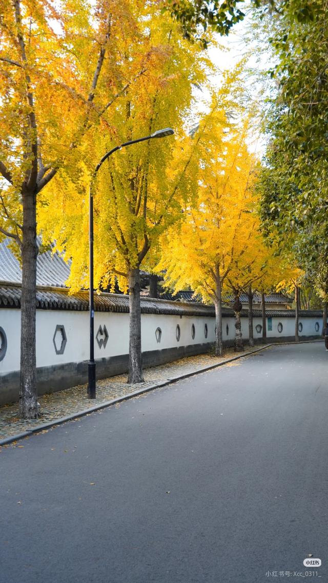 临沂市区赏秋地图出炉！红枫、银杏、落叶道…承包你的秋日朋友圈