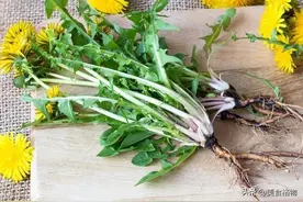 蒲公英加鹅蛋，老一辈留给我们的土方法，很多人不懂，省钱又实用图片