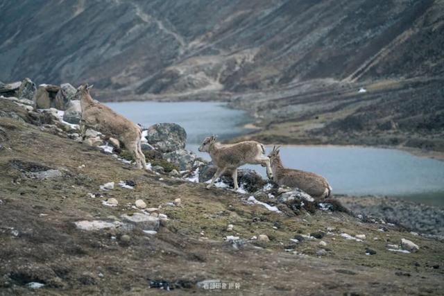 库拉岗日，“戏”真多！