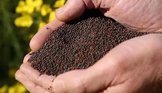 加拿大总理访华第3天，终于见到最想见的人	，一开口连说了3句感谢