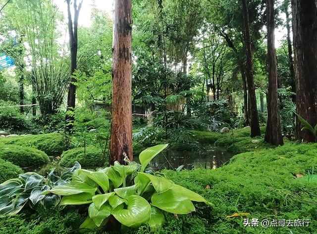 成都市内乘凉公园，风景秀美、清凉，不要门票，地铁公交可达！