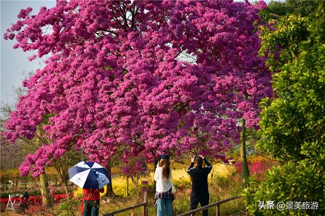 春暖花开广东景区迎客忙，佛山卡玛花海喜迎新春客流高峰