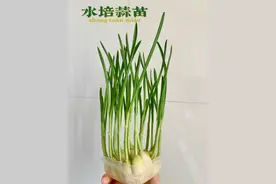 四年级上册语文：《观察日记》之大蒜和豆芽培育，大家都做了吗？图片