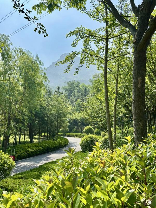 一座藏在青岛主城区内的森林氧吧