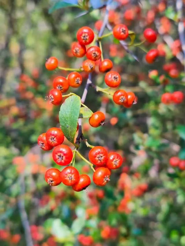红满枝头!凤鸣公园火棘果红,你来与不来美就在那里!