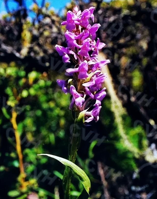 1株就犯法！四川女游客采一把“手参”，被阻拦后说很多人都在摘