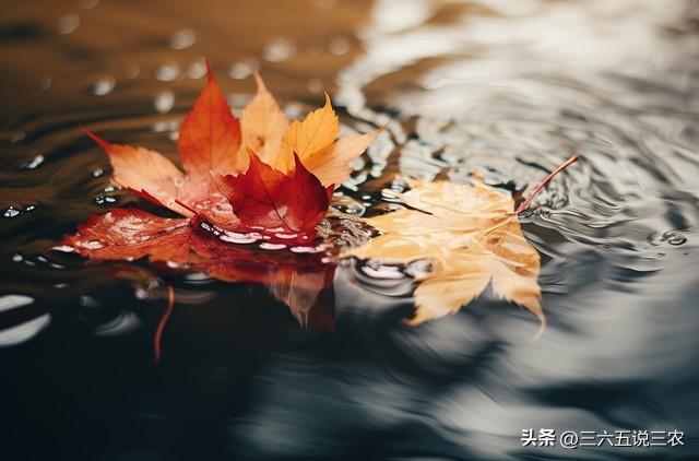 “八月初一雨，新坟遍地起”，今日八月初一，下雨有啥征兆？