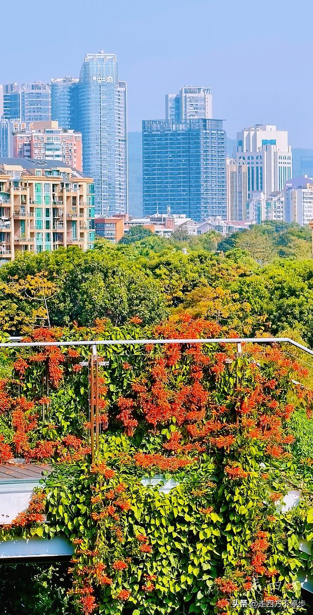 午间邂逅浓浓春意——深圳香蜜公园炮仗花开