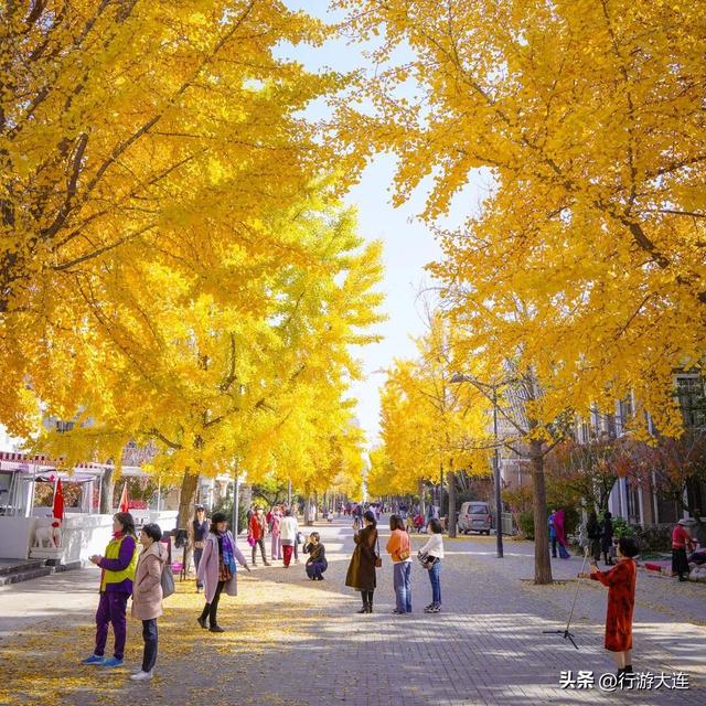 落叶缓扫～24处叶景打卡地延长“营业”时间