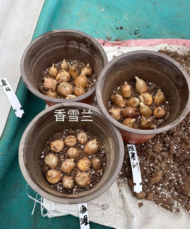 养10盆茉莉花，不如一盆它，香气如兰，天冷就开，人见人爱！