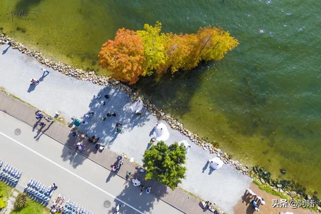 龙龛码头太有名，每天有很多人过来拍婚纱，但他们却不知道夫妻树