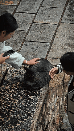 泰安市区竟藏着《卧虎藏龙》同款竹林！马上爆火，还有肥猫可rua！