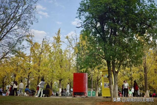 冬日遛娃就去长沙“济州岛”！水杉染红，芦苇摇浪，0元解锁 “橘子海” 日落