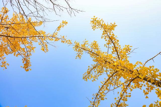 从从容容游刃有余！把江南的秋天“搬进”石景山——