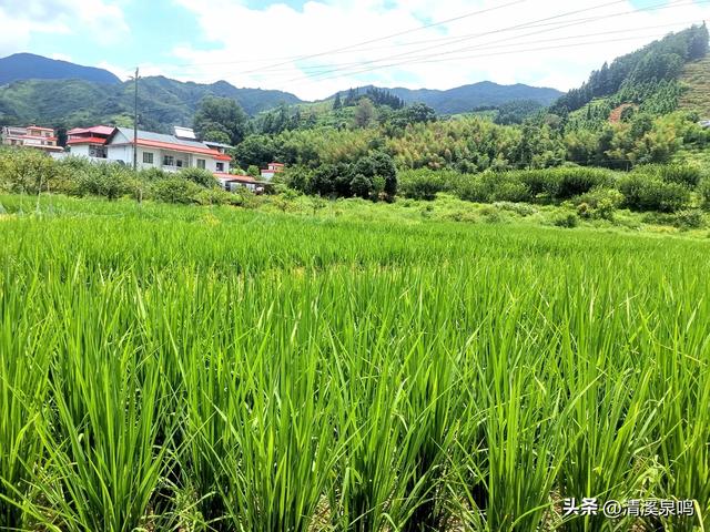 溪山环处的旧影与新绿共长——记柏树下村