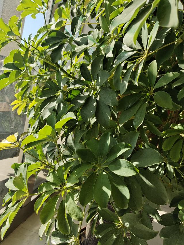 幼儿爱看电视，总眨眼如何应对？