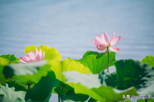 延庆：“好 运 莲 莲”~~