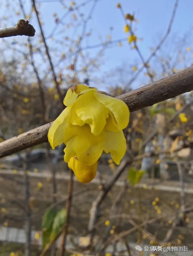 莫错过!西安周边10个公园的梅花暗香浮动,等着你去打卡观赏!