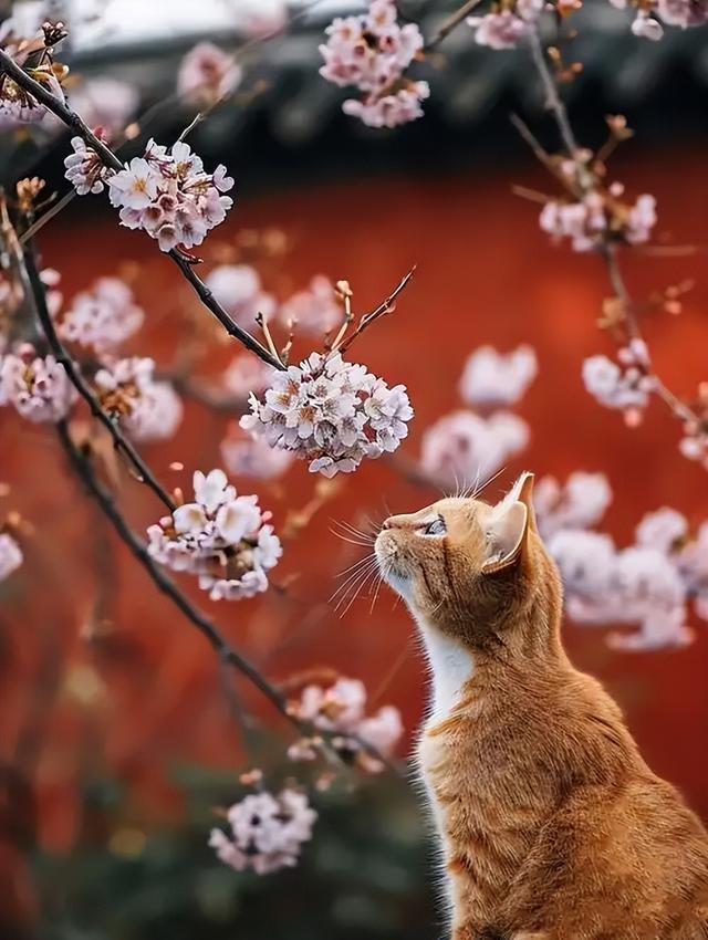 故宫里的宫猫火了！白天当网红，晚上做保安，背后还有600年编制