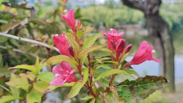 寻美薛城丨倔强！勇敢！锦带花寒冬绽放