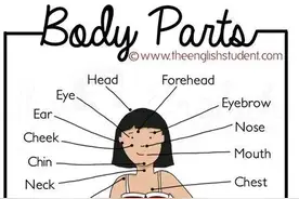 人体各部位器官的英文名称，很全很实用！图片