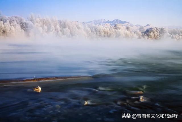 初冬青海，一场静谧与热烈并存的生命礼赞