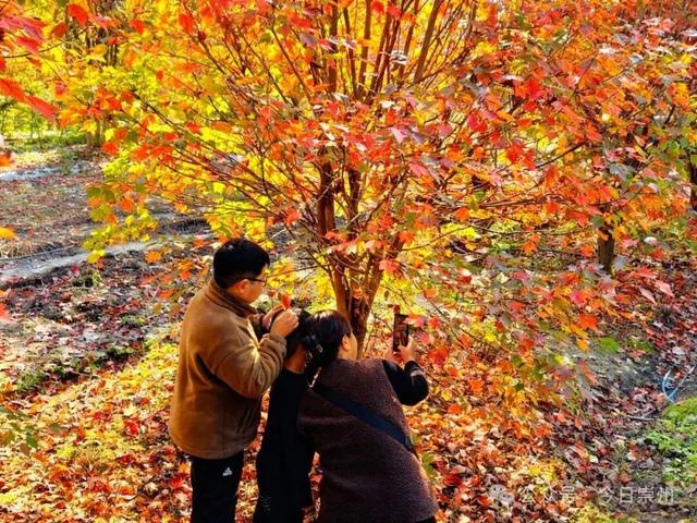 绝美！快来崇州收藏这份限定秋色