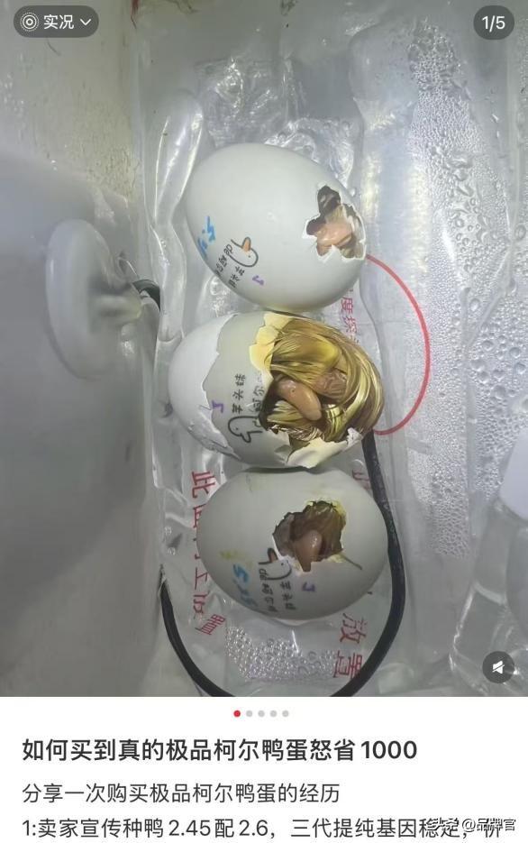 “鸭中爱马仕”跌落神坛，从上万一只到300元甩卖无人在意！
