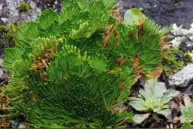 原来它就是卷柏！这些作用很多人都不知道！图片