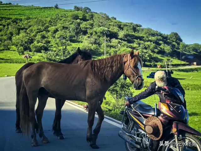 关山牧场会“瑟瑟发抖”？我看多虑了，即使旁边有大片免费的草原