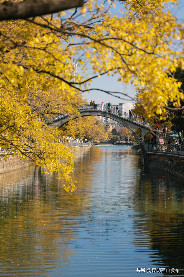 金色滇朴已上线！西山这份独属的浪漫美成昆明冬日封面