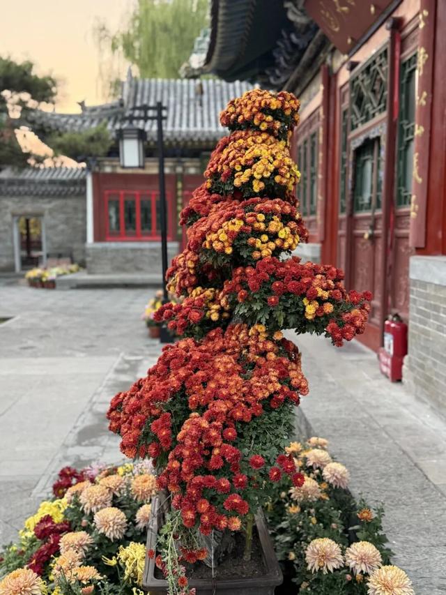府城漫步丨晋韵菊香满迎泽