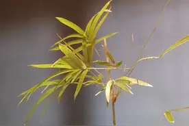 如果你动不动就心情烦躁、情绪内耗，不是因为你脾气不好，而是，图片