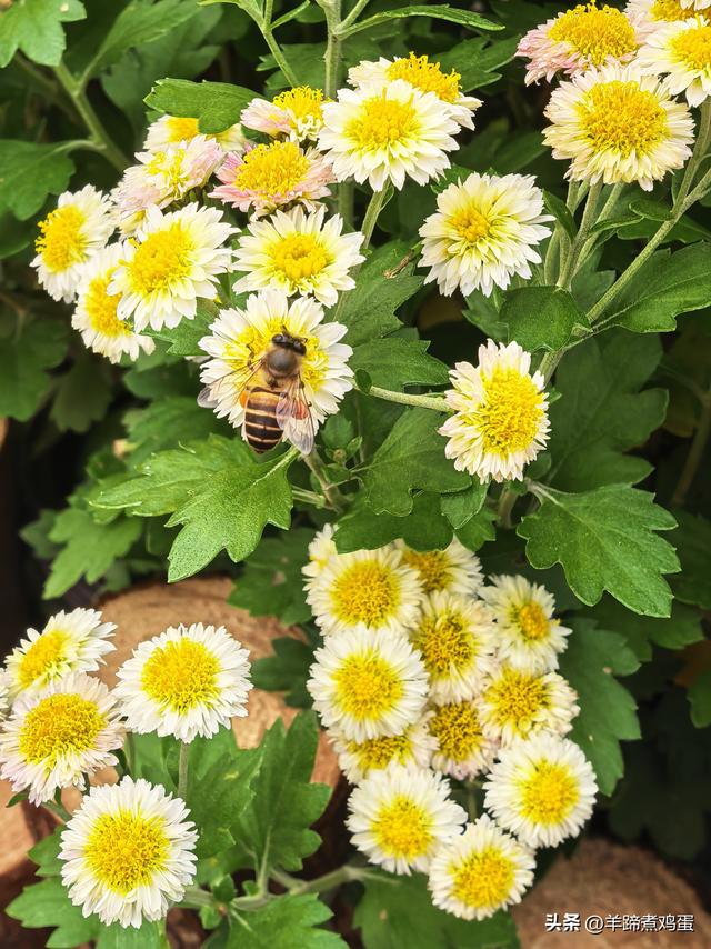 秋风独宠一园菊，晚来香艳出樊篱——北京北海公园2025年菊花展
